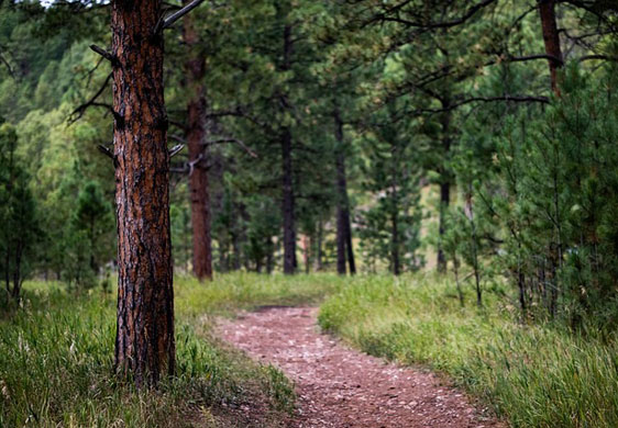 Waldweg mit Nadelbäumen