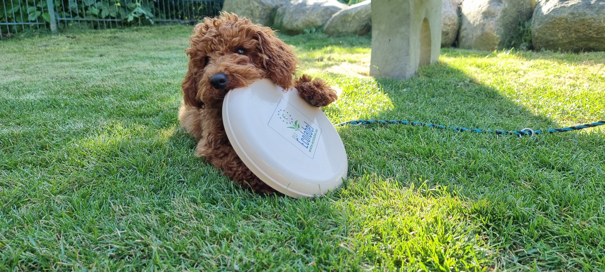 Hund kaut an einer Frisbeescheibe mit einem EU Ecolable Aufdruck herum.